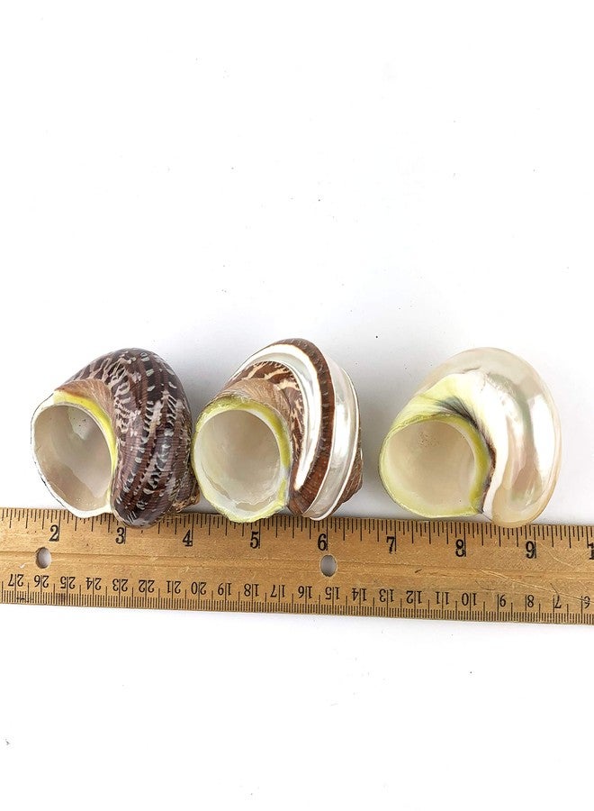 Worlds 3PC Large Mix Hermit Crab Shells&Turbo Shells 2"-2-3/4"Inch - Image 3